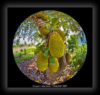 jackfruit180books