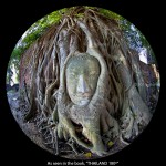 The Image of Buddha's Head at Wat Mahathat, Ayutthaya, from the book, "THAILAND 180º".