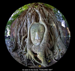The Image of Buddha's Head at Wat Mahathat, Ayutthaya, from the book, "THAILAND 180º".
