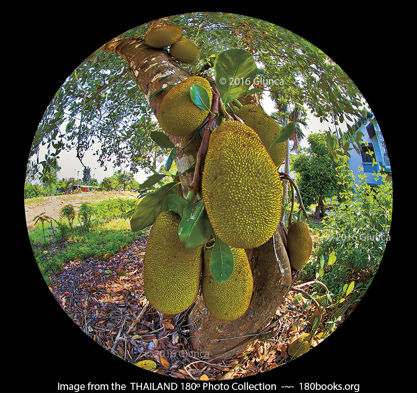 Image of a Jackfruit Growing on a Tree