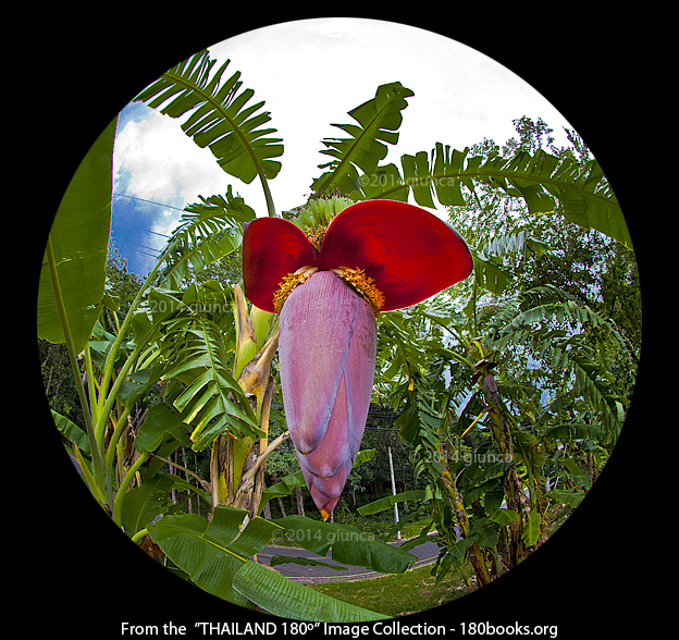 Image of a Banana Blossom