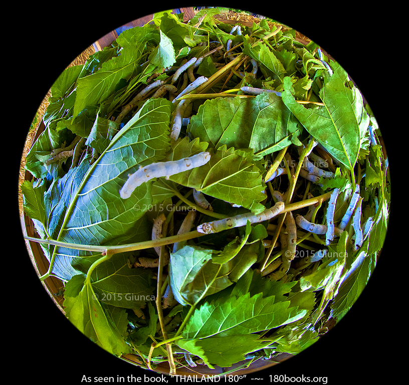 Image of Silk Worms