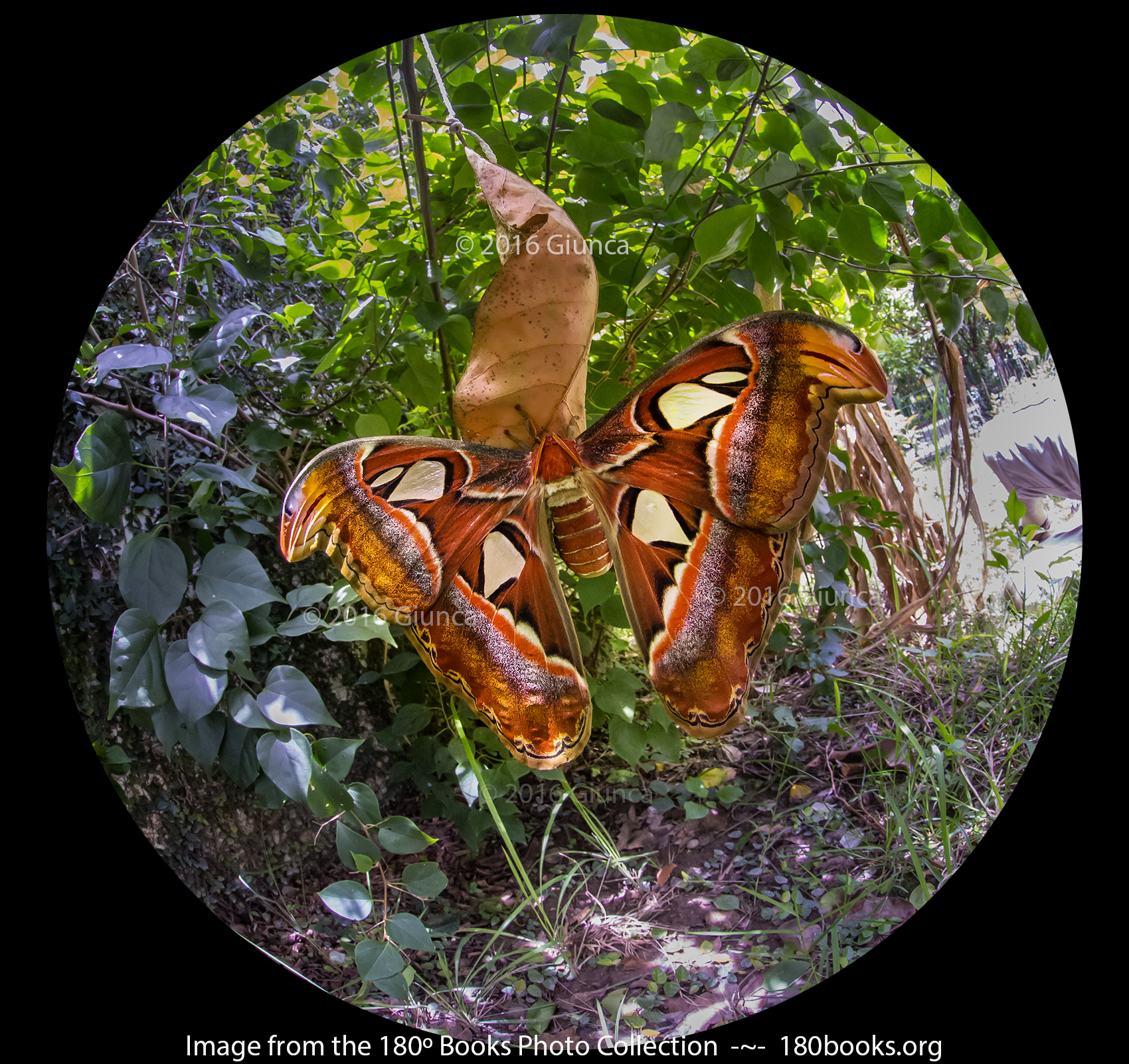 Image of Atlas Moth and Cocoon