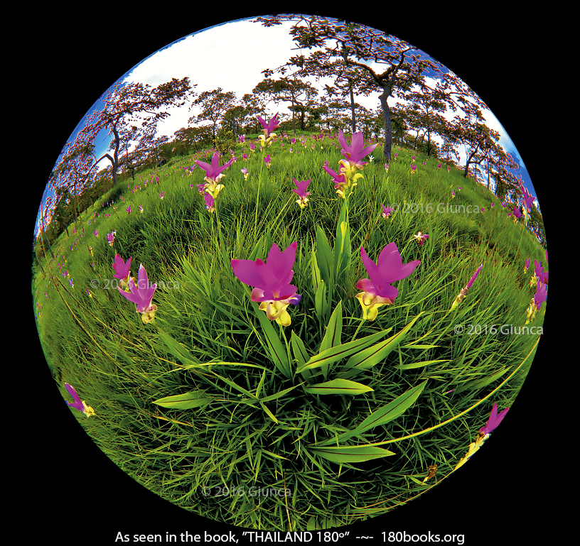 Siam Tulips or Curcuma Alismatifolias 