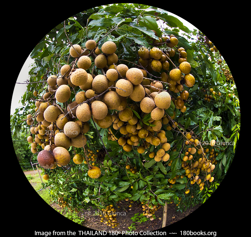 Image of Longan fruit hanging from the tree
