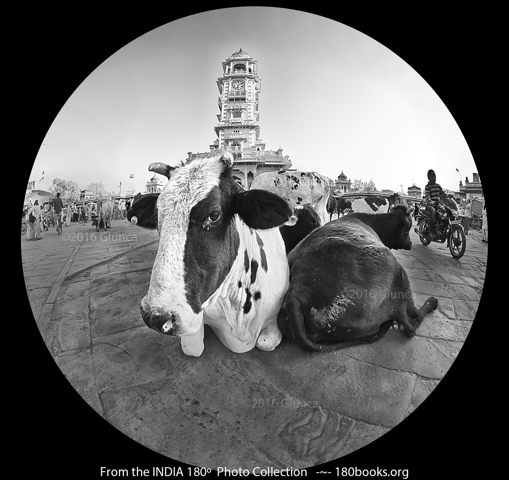 Image of Cow at the 6:10 Meeting, Jaipur