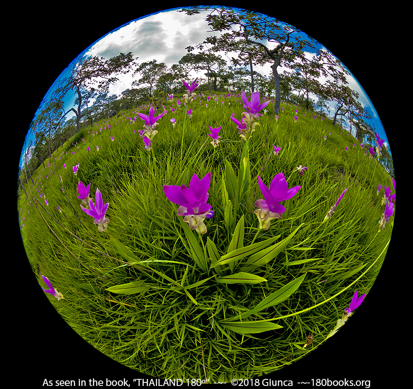 fisheye photo of Siam Tulips or Curcuma Alismatifolias