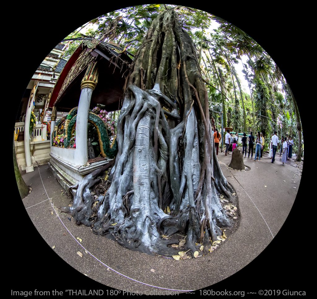 Circular fisheye lens image of Chanot tree covered with powder to help reveal lottery numbers.