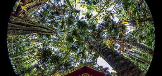 Circular Fisheye lens image of Wat Kham Chanot in Udon Thani, Thailand