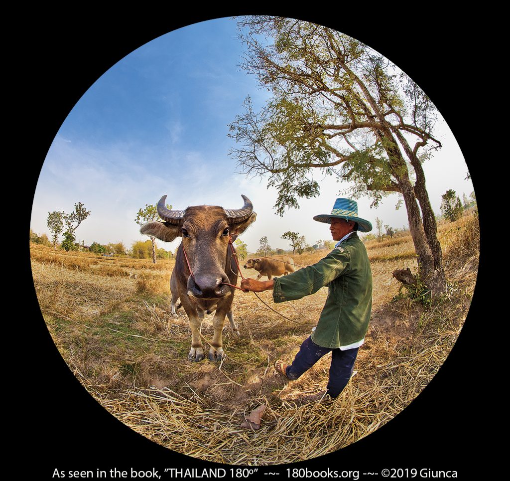 Circular fisheye lens image of a Water buffalo and farmer