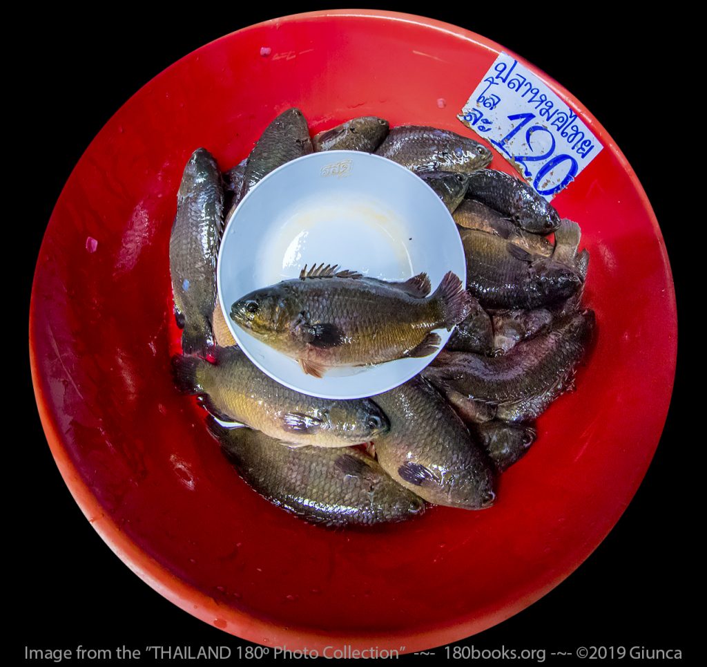 Fisheye image of mystery fish